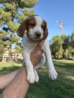 Orange Male , a male Brittany for sale in Sun City, CA – 1 of 4