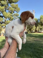 Green Male, a male Brittany for sale in Sun City, CA – 2 of 4