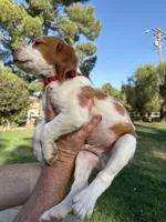 Red Male , a male Brittany for sale in Sun City, CA – 3 of 4