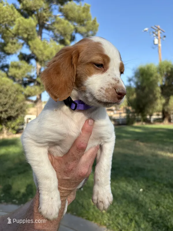 Purple Female – Brittany puppy for sale in Sun City, CA