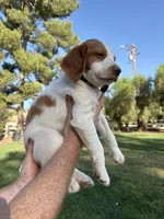 Orange Male , a male Brittany for sale in Sun City, CA – 3 of 4
