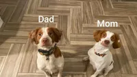 Green Male, a male Brittany for sale in Sun City, CA – 4 of 4