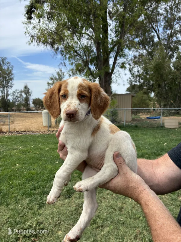 Purple Female – Brittany puppy for sale in Sun City, CA
