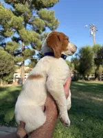 Purple Female, a female Brittany for sale in Sun City, CA – 4 of 4