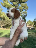 Orange Male , a male Brittany for sale in Sun City, CA – 2 of 4