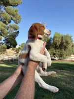 Red Male , a male Brittany for sale in Sun City, CA – 2 of 4