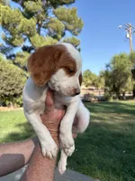 Green Male, a male Brittany for sale in Sun City, CA – 3 of 4