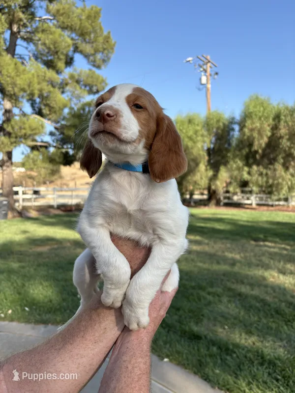 Blue Male – Brittany puppy for sale in Sun City, CA