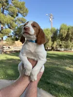 Blue Male, a male Brittany for sale in Sun City, CA – 1 of 3
