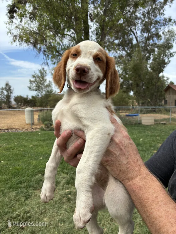 Green Male – Brittany puppy for sale in Sun City, CA