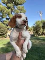 Green Male, a male Brittany for sale in Sun City, CA – 1 of 4