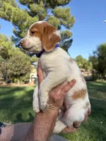 Purple Female, a female Brittany for sale in Sun City, CA – 2 of 4