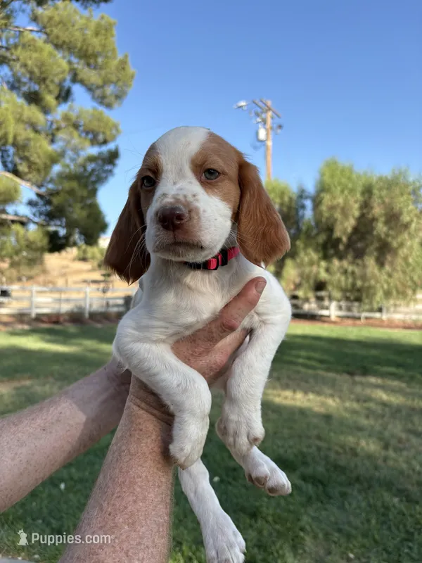 Red Male  – Brittany puppy for sale in Sun City, CA
