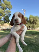 Red Male , a male Brittany for sale in Sun City, CA – 1 of 4