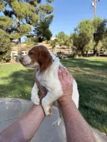 Blue Male, a male Brittany for sale in Sun City, CA – 2 of 3