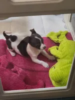 Chuie, a male Chihuahua for sale in Newnan, GA – 5 of 10