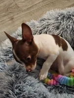 Chuie, a male Chihuahua for sale in Newnan, GA – 6 of 10