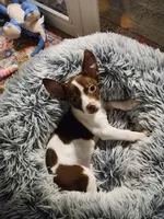 Chuie, a male Chihuahua for sale in Newnan, GA – 9 of 10