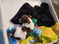 Chuie, a male Chihuahua for sale in Newnan, GA – 3 of 10