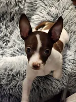 Chuie, a male Chihuahua for sale in Newnan, GA – 1 of 10