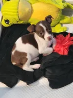 Chuie, a male Chihuahua for sale in Newnan, GA – 2 of 10