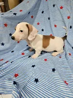Charlie , a male Miniature Dachshund and Chiweenie for sale in Logansport, LA – 3 of 8