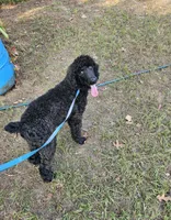 Shadow, a male Poodle - Standard  for sale in Logansport, LA – 1 of 9