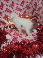 processed/afe30f9b-3f31-410f-9228-03a4ab69f6db/listing/01ba0dc7-10fd-45a7-97d8-1146c2f47bdf/142e308c-9daa-48e6-912c-d34621b278ff