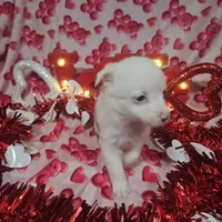 Krystal, a female Australian Cattle Dog and Toy Australian Shepherd for sale in Logansport, LA – Photo 7 of 8