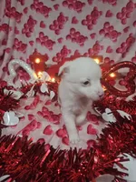 processed/afe30f9b-3f31-410f-9228-03a4ab69f6db/listing/01ba0dc7-10fd-45a7-97d8-1146c2f47bdf/40128881-3b27-4b32-b897-e2bc08cdba72