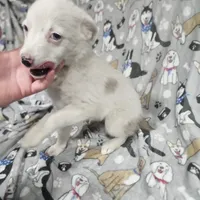Krystal, a female Australian Cattle Dog and Toy Australian Shepherd for sale in Logansport, LA – Photo 2 of 8