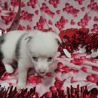 Krystal, a female Australian Cattle Dog and Toy Australian Shepherd for sale in Logansport, LA – Photo 5 of 8