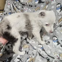 Krystal, a female Australian Cattle Dog and Toy Australian Shepherd for sale in Logansport, LA – Photo 1 of 8