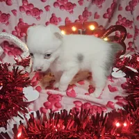 Krystal, a female Australian Cattle Dog and Toy Australian Shepherd for sale in Logansport, LA – Photo 4 of 8