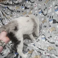 Krystal, a female Australian Cattle Dog and Toy Australian Shepherd for sale in Logansport, LA – Photo 3 of 8