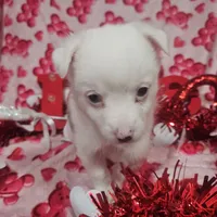 Krystal, a female Australian Cattle Dog and Toy Australian Shepherd for sale in Logansport, LA – Photo 8 of 8