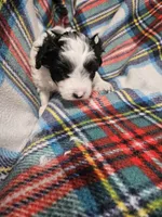 Peppy, a male Maltipoo for sale in Logansport, LA – 1 of 4