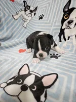 Levi, a male Boston Terrier for sale in Logansport, LA – 2 of 7