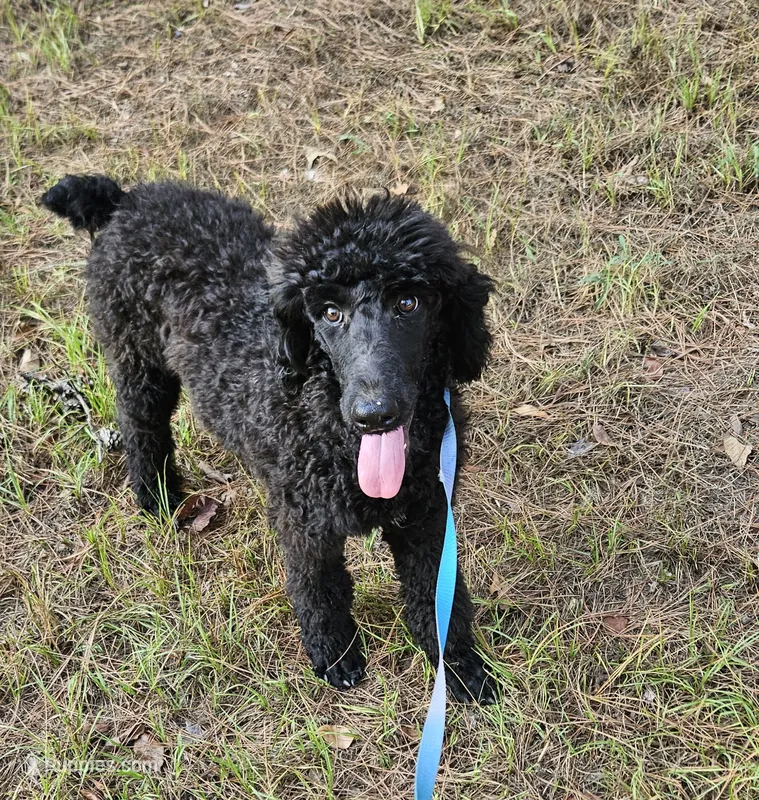 Shadow – Poodle - Standard  puppy for sale in Logansport, LA