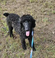 Shadow, a male Poodle - Standard  for sale in Logansport, LA – 2 of 9
