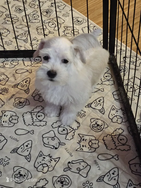 Polar – Miniature Schnauzer puppy for sale in Logansport, LA