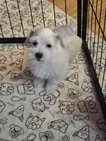 Polar, a male Miniature Schnauzer for sale in Logansport, LA – 2 of 10
