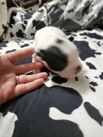 Jazzy, a female Boston Terrier for sale in Logansport, LA – 4 of 7