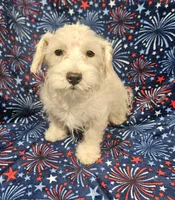 Snuggles, a male Miniature Schnauzer for sale in Logansport, LA – 4 of 9