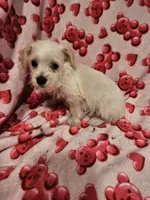 Sugar, a female Miniature Schnauzer for sale in Logansport, LA – 6 of 10