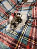 Prissy, a female Maltipoo for sale in Logansport, LA – 5 of 7