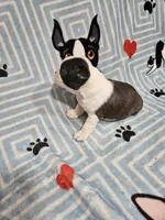 Larry, a male Boston Terrier for sale in Logansport, LA – 3 of 7