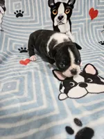 Levi, a male Boston Terrier for sale in Logansport, LA – 7 of 7