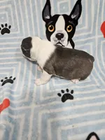 Larry, a male Boston Terrier for sale in Logansport, LA – 2 of 7