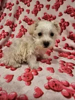 Snuggles, a male Miniature Schnauzer for sale in Logansport, LA – 3 of 4
